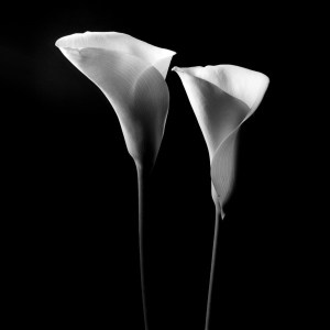 Calle, by Fabio Ghidini