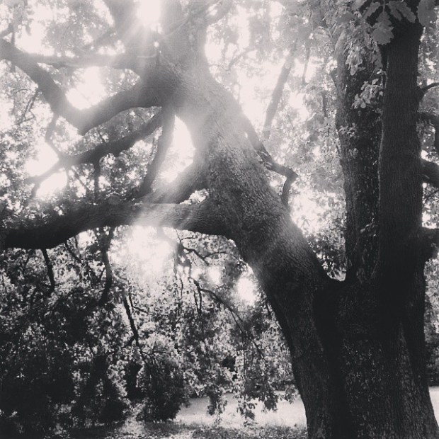 Quercia che sogna, 2013 (LC)